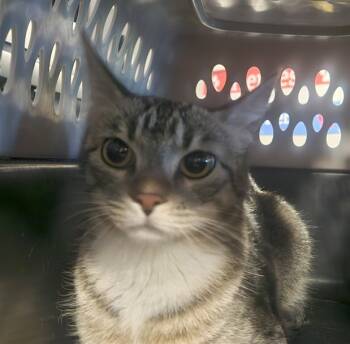 Rescue Domestic Short Hair Cats for Adoption in Rancho Cucamonga, California - A775980 | PetCurious