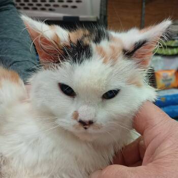 Rescue Domestic Long Hair Cats for Adoption in Grand Rapids, Minnesota - Callie | PetCurious