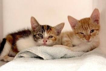 Brook -  Domestic Short Hair Cat for Adoption in Austin, Texas - Brook | PetCurious