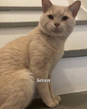 Rescue Domestic Short Hair Cats for Adoption in Norwich, Connecticut - Seven | PetCurious