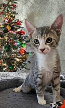 Rescue Domestic Short Hair Cats for Adoption in Fort Myers, Florida - Joe A2723749 | PetCurious