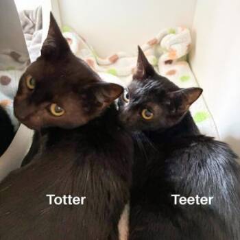Totter -  Domestic Short Hair Cat for Adoption in Downers Grove, Illinois - Totter | PetCurious