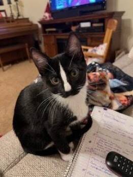 Domestic Short Hair Cats Available for Adoption - **Cat Cafe** Wildflower | PetCurious