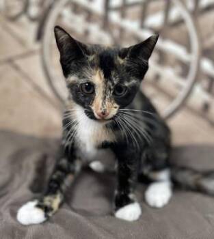 Isabelle -  Domestic Short Hair Cat for Adoption in Gainesville, Florida - Isabelle | PetCurious