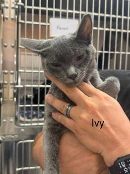 Ivy -  Domestic Short Hair and Russian Blue Cat for Adoption in St. George, Utah - Ivy | PetCurious
