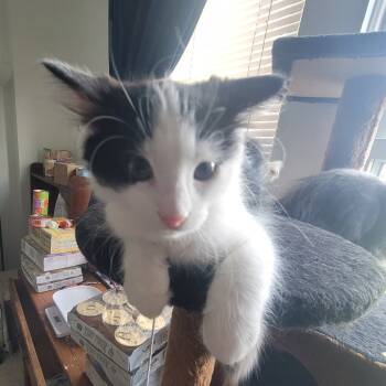 Rescue Domestic Medium Hair Cats for Adoption in Reisterstown, Maryland - Rotini (needs Buddy) | PetCurious