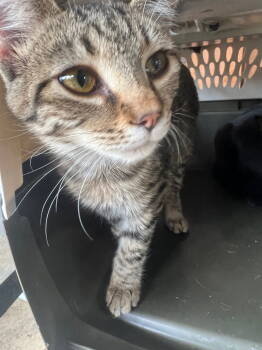 Rescue Domestic Short Hair Cats for Adoption in Cromwell, Kentucky - Little One | PetCurious