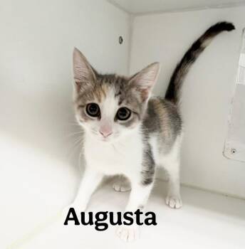 Augusta -  Domestic Short Hair Cat for Adoption in Rochester, Indiana - Augusta | PetCurious