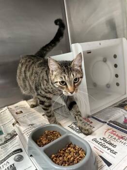 Domestic Short Hair Cats Available for Adoption in Corpus Christi, Texas - JANIS | PetCurious