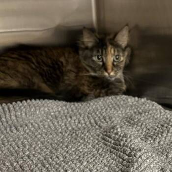 Domestic Long Hair Cats Available for Adoption in Ottawa, Kansas - Padme | PetCurious