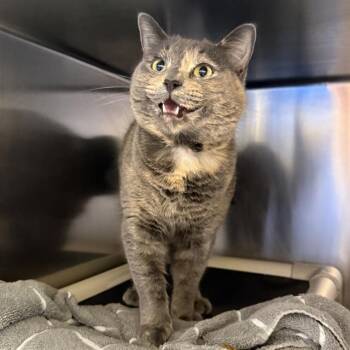 MICHI -  Domestic Short Hair Cat for Adoption in Las Vegas, Nevada - MICHI | PetCurious