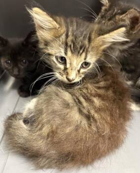 38 Leonard -  Domestic Short Hair Cat for Adoption in Lawrenceville, Georgia - 38 Leonard | PetCurious