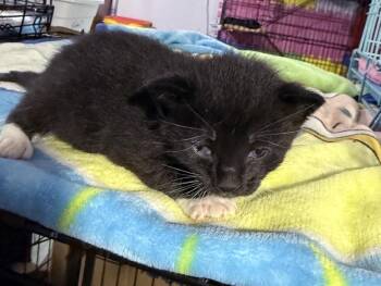 Domestic Medium Hair Cats Available for Adoption in Virginia Beach, Virginia - Whelan | PetCurious