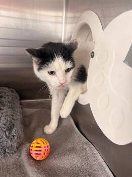 Edith -  Domestic Short Hair Cat for Adoption in Heber City, Utah - Edith | PetCurious
