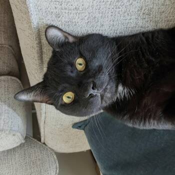 Rex 3yrs -  Domestic Short Hair Cat for Adoption in London, Ontario - Rex 3yrs | PetCurious