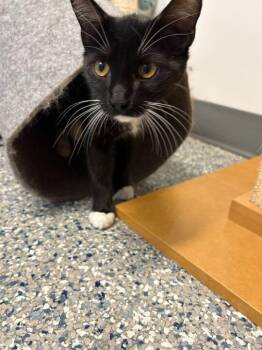 Domestic Short Hair Cats Available for Adoption in Athens, Alabama - LIMBURGER | PetCurious