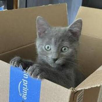 Rowdy -  Russian Blue and Domestic Short Hair Cat for Adoption in Reston, Virginia - Rowdy | PetCurious