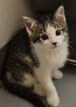 Pizzelle -  Domestic Short Hair Cat for Adoption in Washburn, Wisconsin - Pizzelle | PetCurious