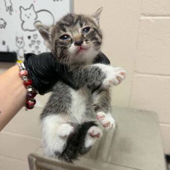Oui -  Domestic Short Hair Cat for Adoption in Reno, Nevada - Oui | PetCurious