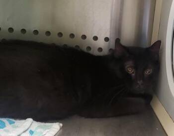 Domestic Medium Hair and Domestic Short Hair Cats Available for Adoption in Kansas City, Missouri - Shadow | PetCurious