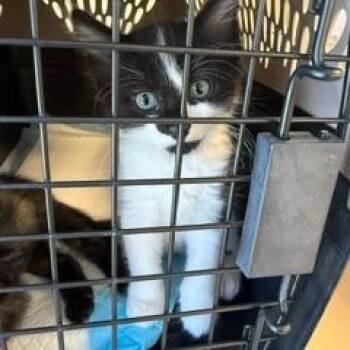 Jayden -  Domestic Short Hair Cat for Adoption in West Palm Beach, Florida - Jayden | PetCurious