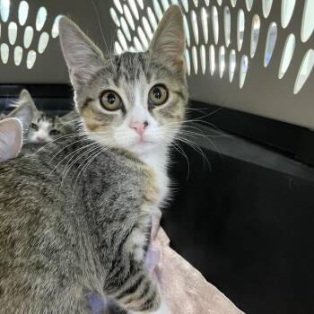 Koch -  Domestic Short Hair Cat for Adoption in Carencro, Louisiana - Koch | PetCurious