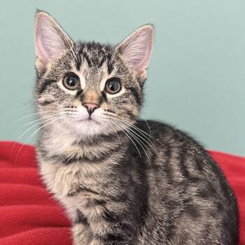 Bugle -  Domestic Short Hair Cat for Adoption in Pontiac, Michigan - Bugle | PetCurious
