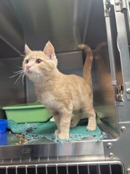 Rescue Domestic Short Hair Cats for Adoption in Fergus Falls, Minnesota - Terence | PetCurious