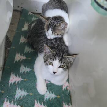Sunoco -  Domestic Short Hair Cat for Adoption in Harrisonburg, Virginia - Sunoco | PetCurious