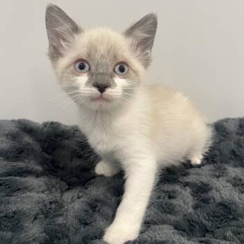 Siamese and Domestic Short Hair Cats Available for Adoption in Chicago, Illinois - River | PetCurious