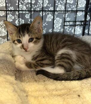 Graphic Tee -  Domestic Short Hair Cat for Adoption in Cincinnati, Ohio - Graphic Tee | PetCurious