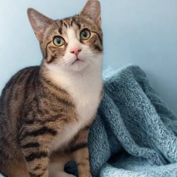 Domestic Short Hair Cats Available for Adoption - Sam | PetCurious