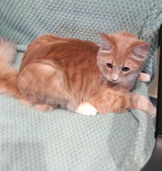 Sherbet -  Domestic Long Hair Cat for Adoption in Mesquite, Nevada - Sherbet | PetCurious