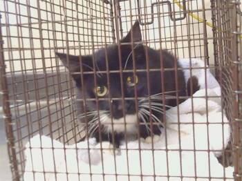 Domestic Short Hair Cats Available for Adoption in Sacramento, California - A917615 | PetCurious