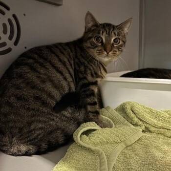 Rescue Domestic Short Hair Cats for Adoption in Honesdale, Pennsylvania - Fester | PetCurious