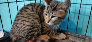 Rescue Domestic Short Hair Cats for Adoption in Crocker, Missouri - Peter | PetCurious