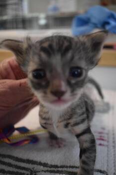 Simon (Storm -  Domestic Medium Hair Cat for Adoption in Pahrump, Nevada - Simon (Storm | PetCurious