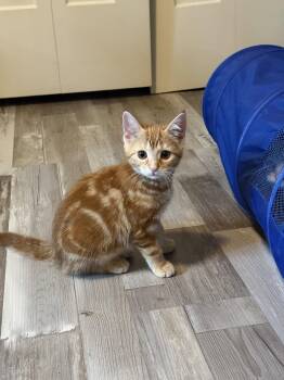 Prada -  Domestic Short Hair Cat Available for Adoption in Greenwich Township, New Jersey - Prada | PetCurious