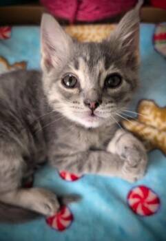 Salt -  Domestic Short Hair Cat for Adoption in Columbus, Indiana - Salt | PetCurious