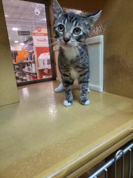 Domestic Short Hair Cats Available for Adoption in Town 