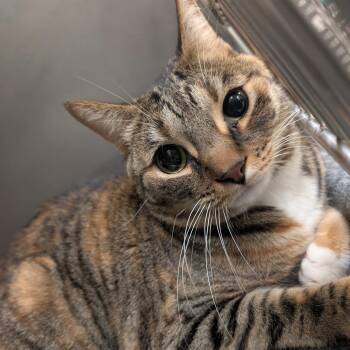 Todaro -  Domestic Short Hair Cat for Adoption in Titusville, Florida - Todaro | PetCurious
