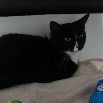 Thunder Rosa -  Domestic Medium Hair Cat for Adoption in Port Angeles, Washington - Thunder Rosa | PetCurious