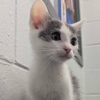 Tsunami -  Domestic Short Hair Cat for Adoption in Dayton, Ohio - Tsunami | PetCurious