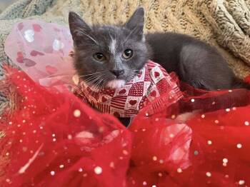 Domestic Medium Hair Cats Available for Adoption - Marty | PetCurious