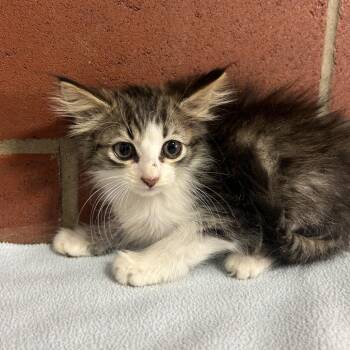 Myrtle -  Domestic Medium Hair Cat for Adoption in Cabot, Arkansas - Myrtle | PetCurious