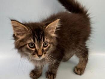 Suzette -  Domestic Short Hair Cat for Adoption in Woodbury, Minnesota - Suzette | PetCurious