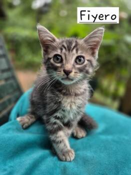 Rescue Domestic Short Hair Cats for Adoption in Floyd, Virginia - Fiero | PetCurious