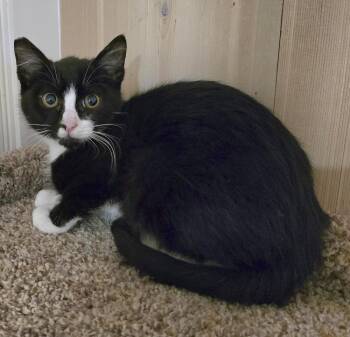 Bo -  Domestic Short Hair Cat for Adoption in Vancouver, Washington - Bo | PetCurious