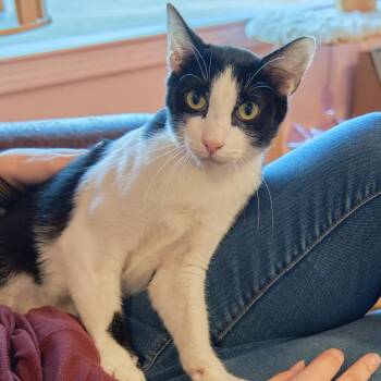 Scout -  Domestic Short Hair Cat for Adoption in Morgan Hill, California - Scout | PetCurious