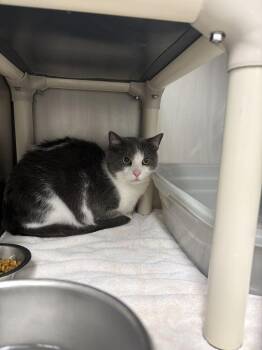 Scotty -  Domestic Short Hair Cat for Adoption in Bowling Green, Ohio - Scotty | PetCurious